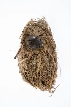 Image of Chatham Islands gerygone nest from the collection of Auckland Museum