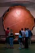 The Mark Twain Tree display at the American Museum of Natural History in 2012
