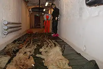 #69 (10/4/1896) and others Three giant squid from the NTNU Museum of Natural History and Archaeology in Trondheim, Norway, including the oldest and largest specimen (#69), which was found in 1896 and measures some 12&nbsp;m (39&nbsp;ft) in total length