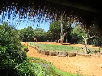 Plains zebra and Rothschild's giraffe in their shared exhibit seen from viewing hut