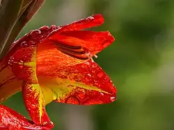 Single flower, Ooty, India