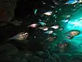 Glassy sweeper (genus Pempheris) inside cave