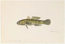 An 1865 watercolor painting of a Brazilian goby by Jacques Burkhardt.