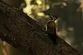 Golden flameback woodpecker