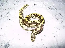 loveridgei subspecies "normal" morph