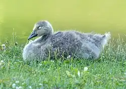Canada goose gosling resting in the grass of a New York cemetery