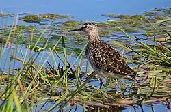 Wood sandpiper, Halmstad