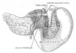 The pancreas and duodenum from behind