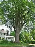 "The Grayson Elm" in Amherst, Massachusetts, in summer (2017)