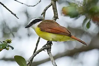 Great Kiskadee, Alamo, Texas