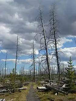 Grebe Lake trail, Summer 2009