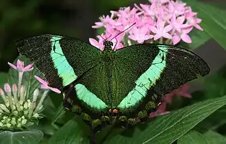 Brilliant green of emerald swallowtail, Papilio palinurus, is created by arrays of microscopic bowls that reflect yellow directly and blue from the sides.