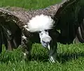 Griffon Vulture