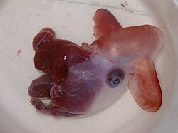 Photograph of a Grimpoteuthis discoveryi specimen. Its arms are curled up.