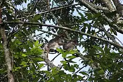 A Ugandan red colobus grooming the back of another Ugandan red colobus