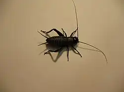 A nymphal male fall field cricket, Gryllus pennsylvanicus
