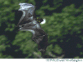 Mariana fruit bat (Pteropus mariannus mariannus) in flight (USFWS)