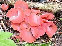 Guepinia helvelloides (incertae sedis)