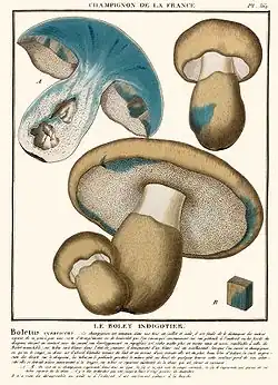 Illustration from Bulliard's original description