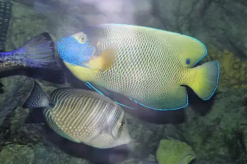 In captivity, with a blueface angelfish.