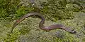 Rough Earthsnake (Haldea striatula), Harris County, Texas