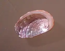 A shell of Haliotis varia form dohrniana