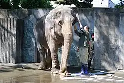 A grey elephant being bathed by two humans