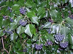 Hedera hibernica with berries