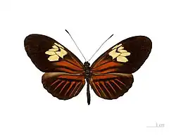 H. m. penelope, male, dorsal