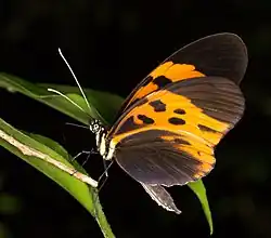 Heliconius numata bicoloratus