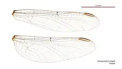 Female wings