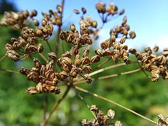 Seed heads in late summer