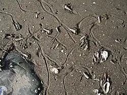 Multiple Batillaria multiformis mud snails move on sandy sediment, leaving trails of displaced sand behind them.