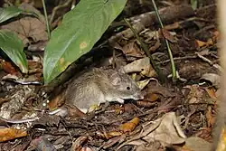Brown and white long-tailed rat