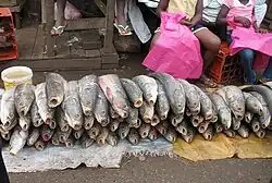 Row of large fresh fish with mouths agape stacked on ground cloths at a market
