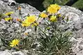 Jacquin's hawkweed&nbsp;[fr].