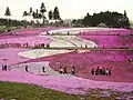 Hitsujiyama-park Phlox subulata