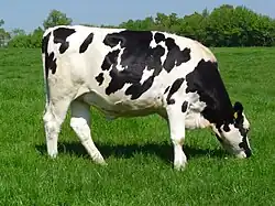 Holstein cow