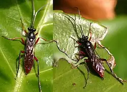 Hoplismenus bispinatorius