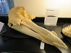 Skull of a Hubbs' beaked whale (M. carlhubbsi)