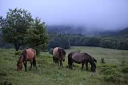 Hucul horses in the Ukrainian mountains