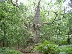 An ancient oak tree on Vilm