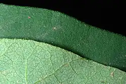 Extreme close-up of leaves