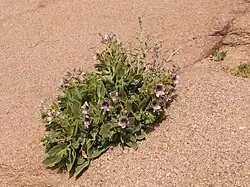 Hyoscyamus muticus plant in flower and fruit