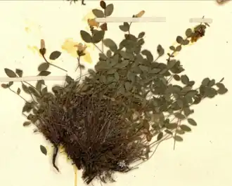 Cluster of flattened leafy foliage on a specimen paper