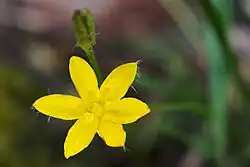 A yellow flower with six tepals and a blurred background of green leaves