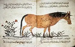 Ibn al-Aḥnaf, Kitāb al-Bayṭara, Baghdad, dated AH 605/1210 CE . A horse. Istanbul, TKS, Ahmet III 2115.