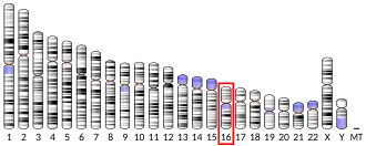 Chromosome 16 (human)