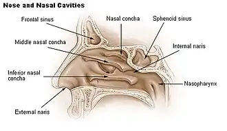 Sagittal section of nasal cavity (nose).