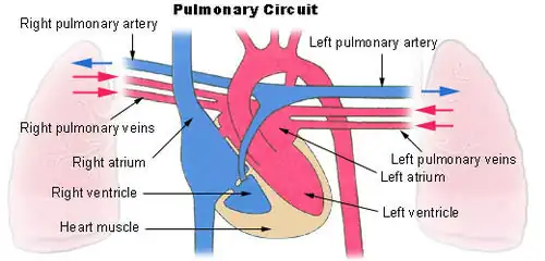 Pulmonary circuit